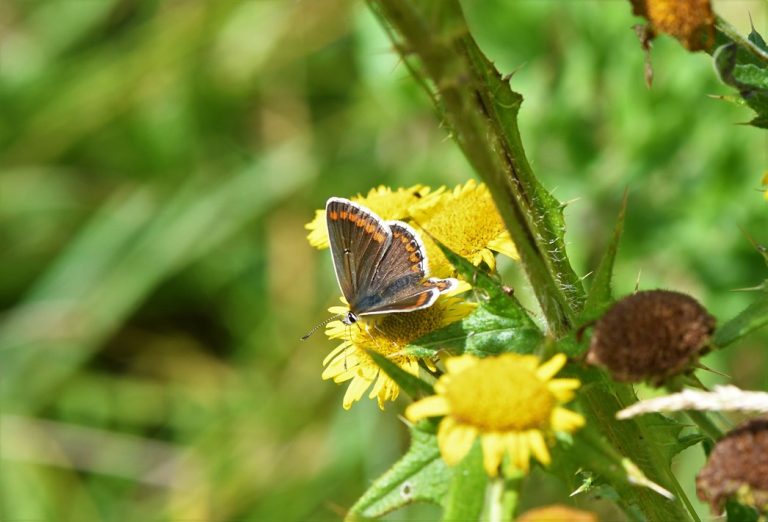 Brown Argus Female Butterfly