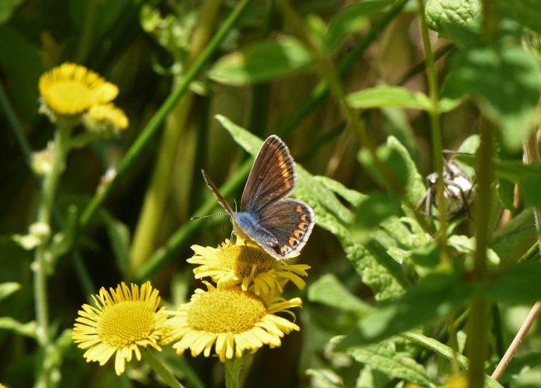 Common Blue Female Butterfly