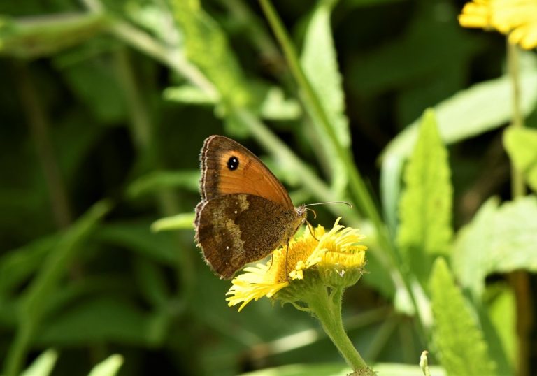 Gatekeeper Butterfly