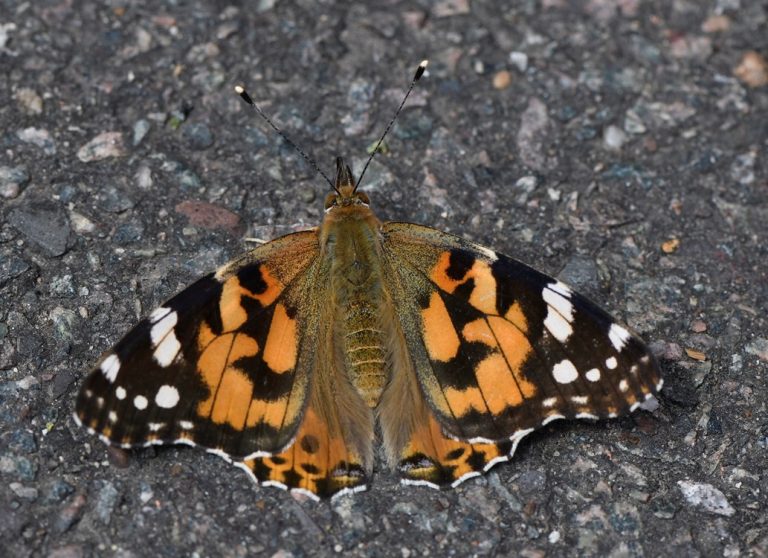 Painted Lady Butterfly