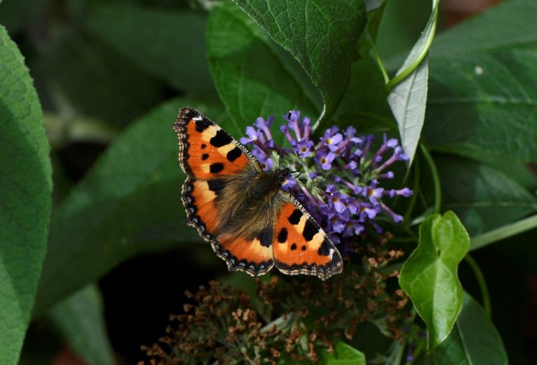 Small Tortoiseshell Butterfly