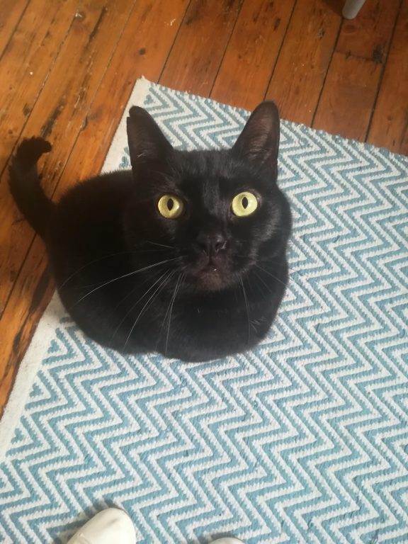 Walter the black cat